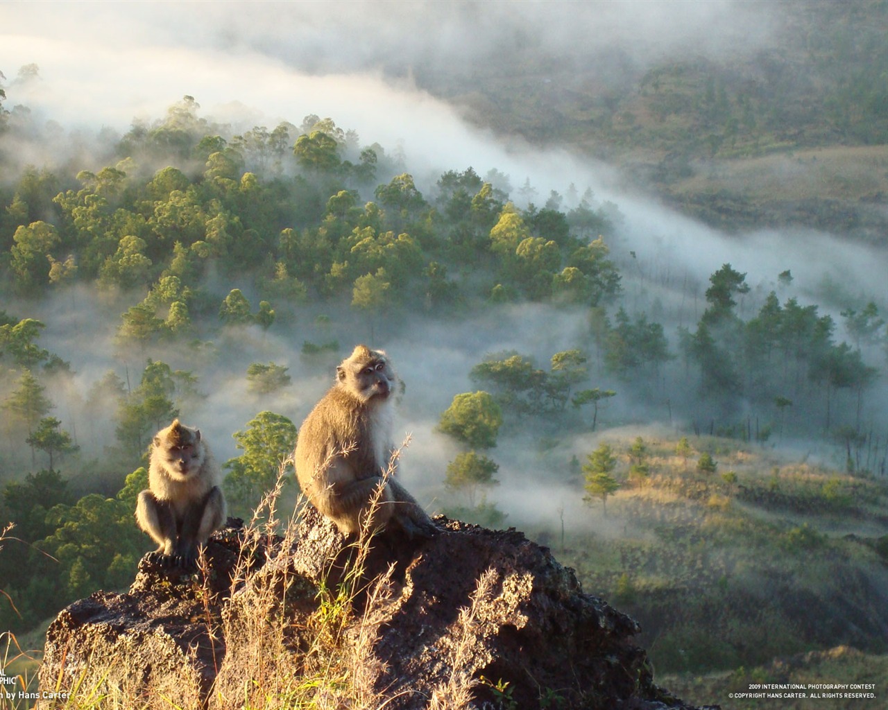 National Geographic Wallpapers Animal articles (1) #19 - 1280x1024