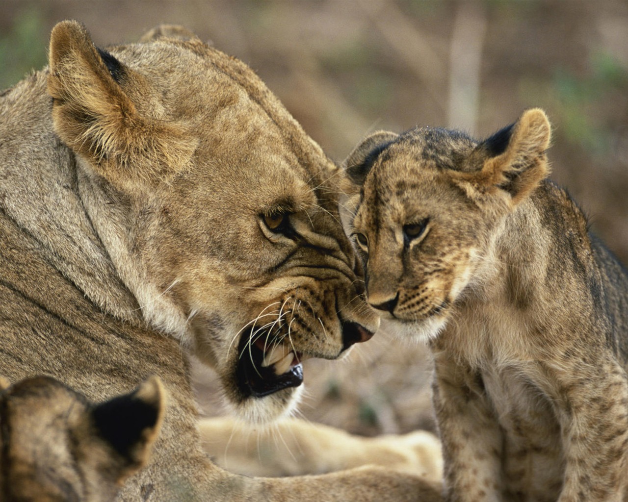 Animal affection wallpaper album (2) #20 - 1280x1024