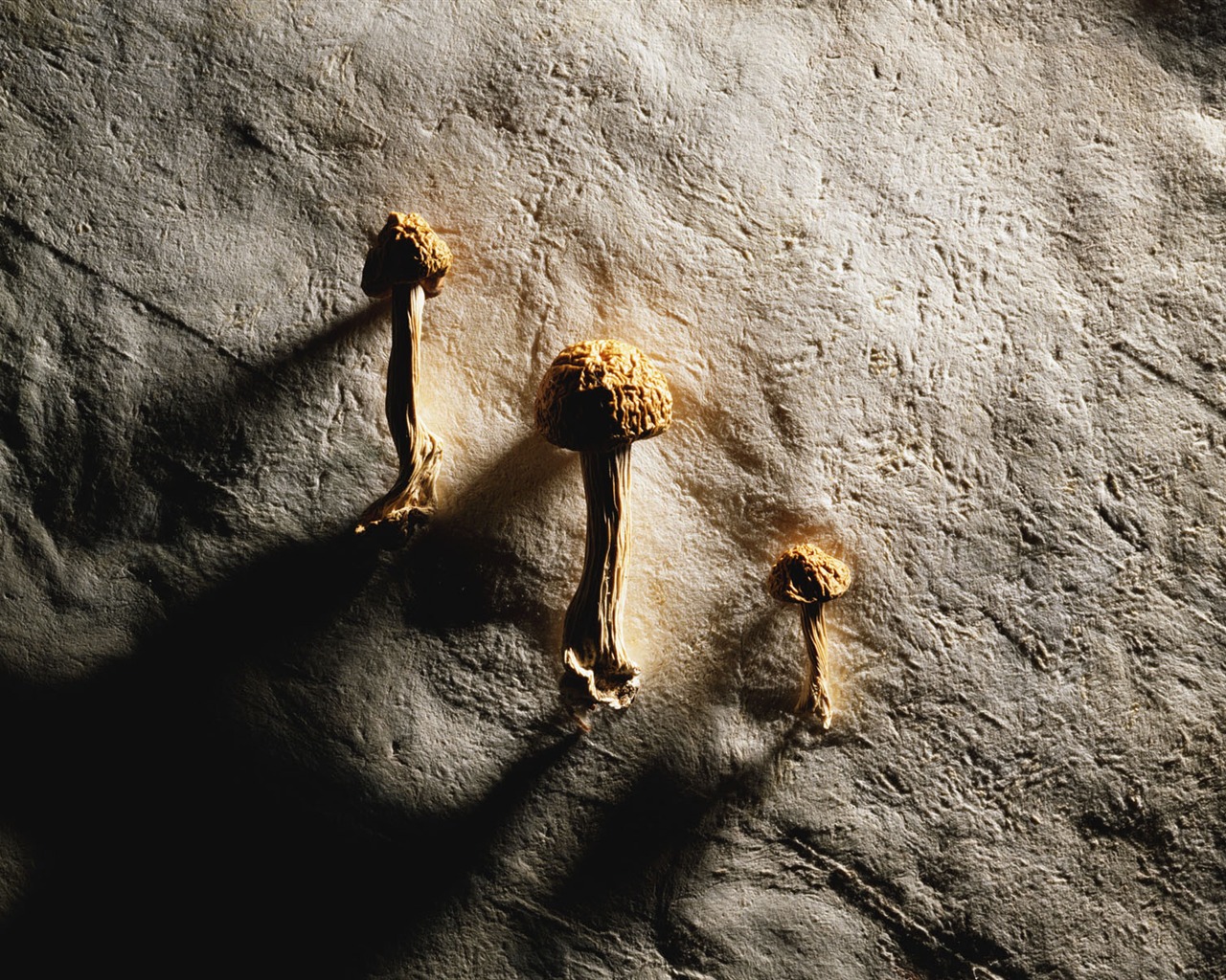 tisíciletí biologický Wallpaper Album (3) #14 - 1280x1024