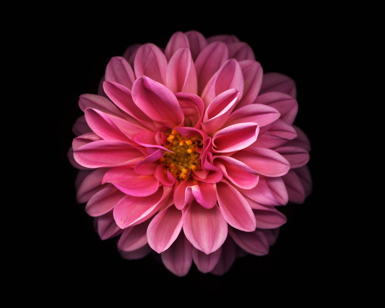 tisíciletí biologický Wallpaper Album (4) #1 - 1280x1024