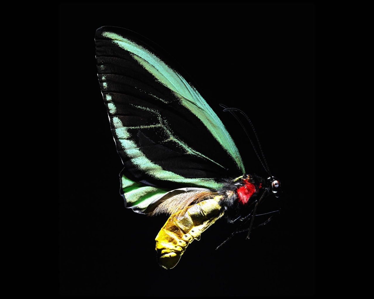 tisíciletí biologický Wallpaper Album (4) #11 - 1280x1024