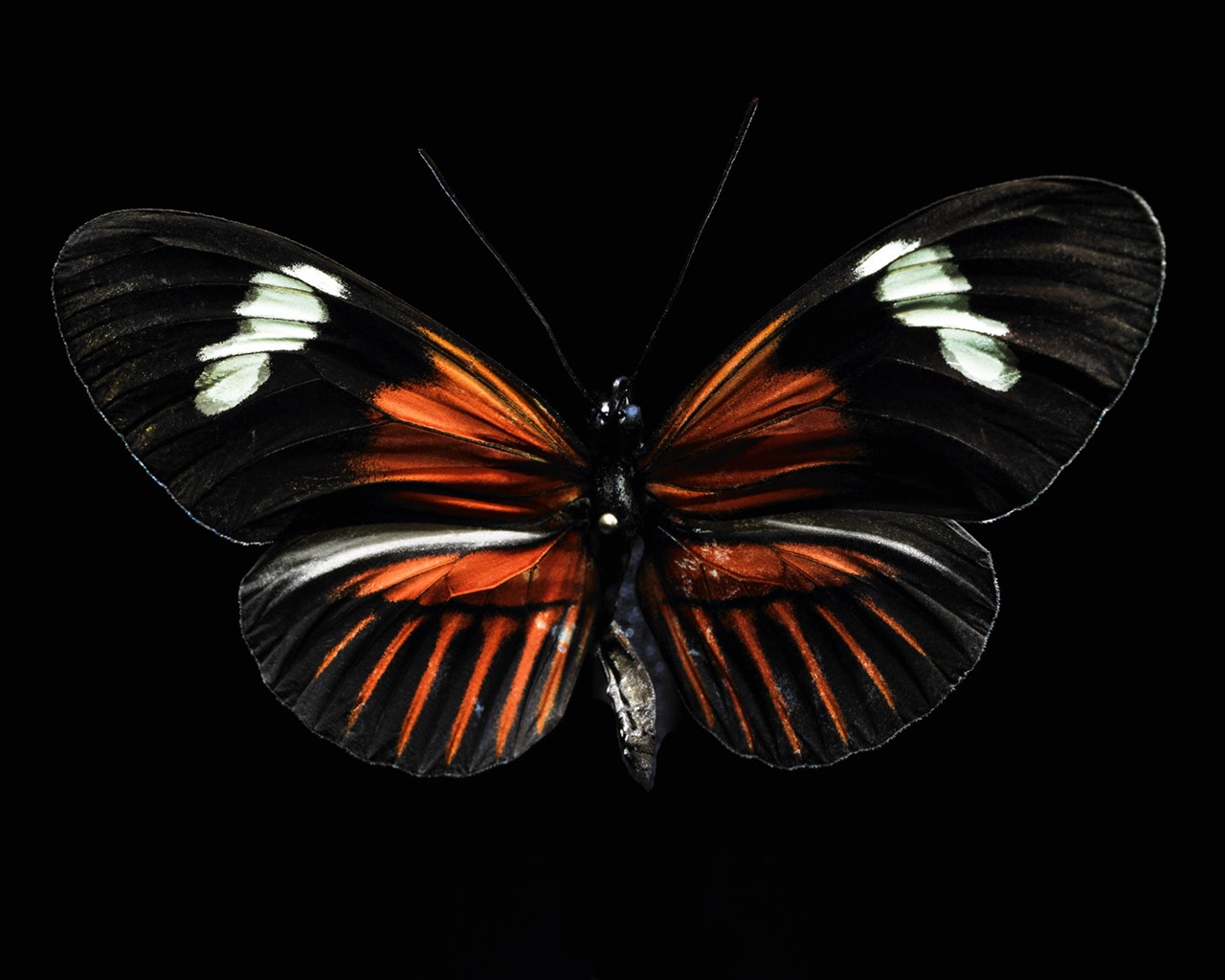 tisíciletí biologický Wallpaper Album (4) #18 - 1280x1024