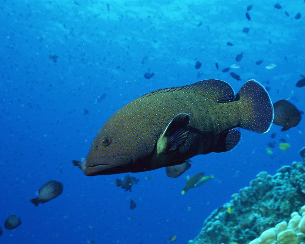 Deep Blue Underwater World Wallpaper #5 - 1280x1024