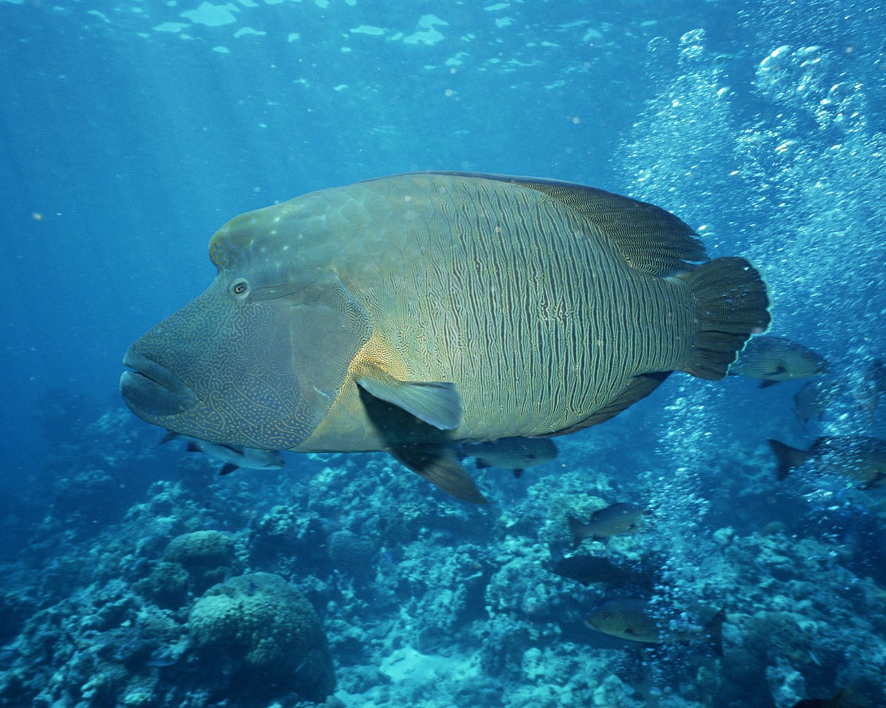 Deep Blue Underwater World Wallpaper #14 - 1280x1024