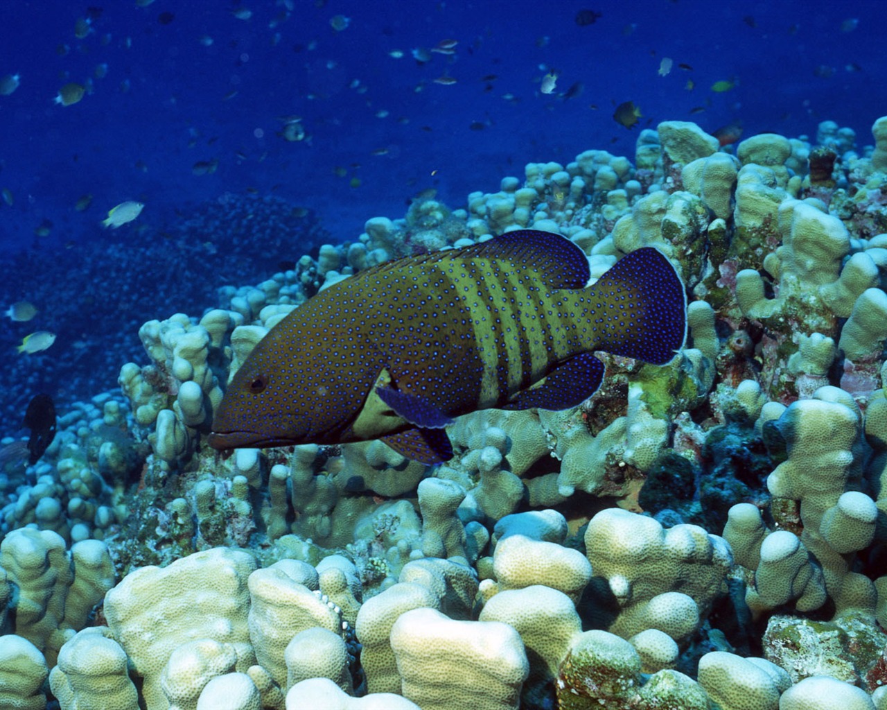 Deep Blue Underwater World Wallpaper #15 - 1280x1024
