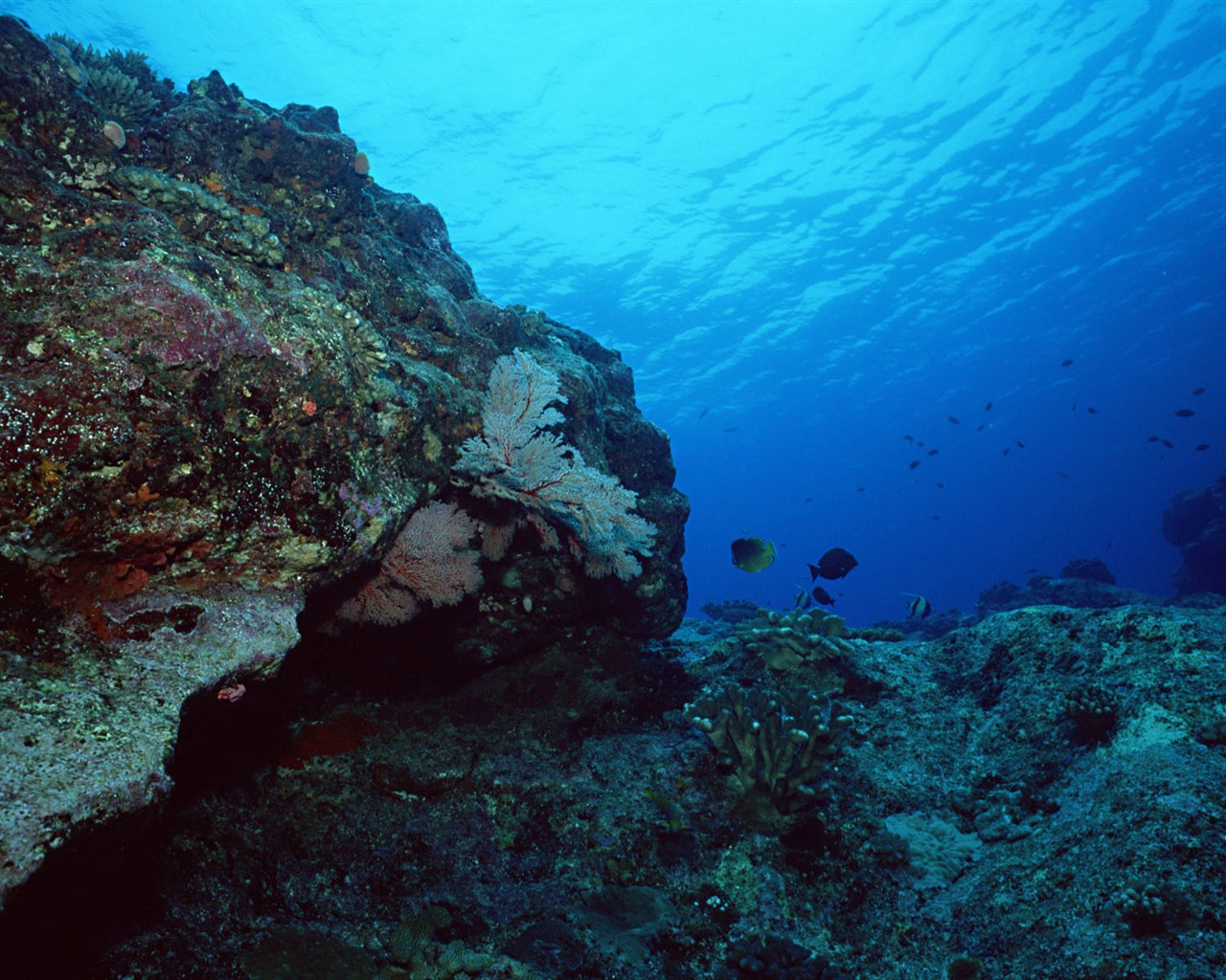 Deep Blue Underwater World Wallpaper #17 - 1280x1024