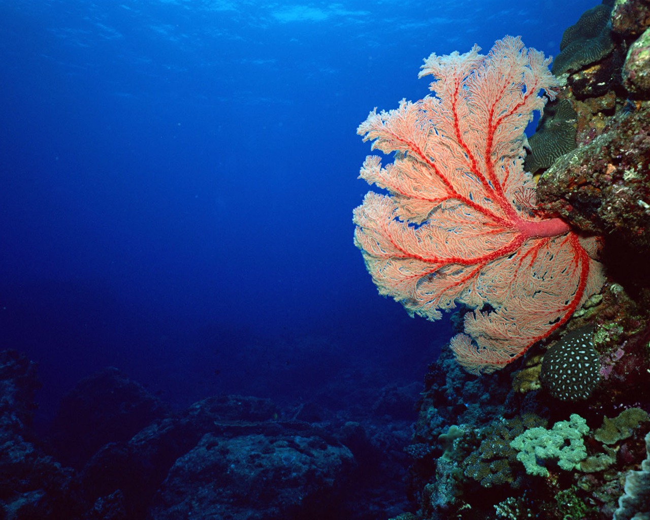 Deep Blue Underwater World Wallpaper #18 - 1280x1024