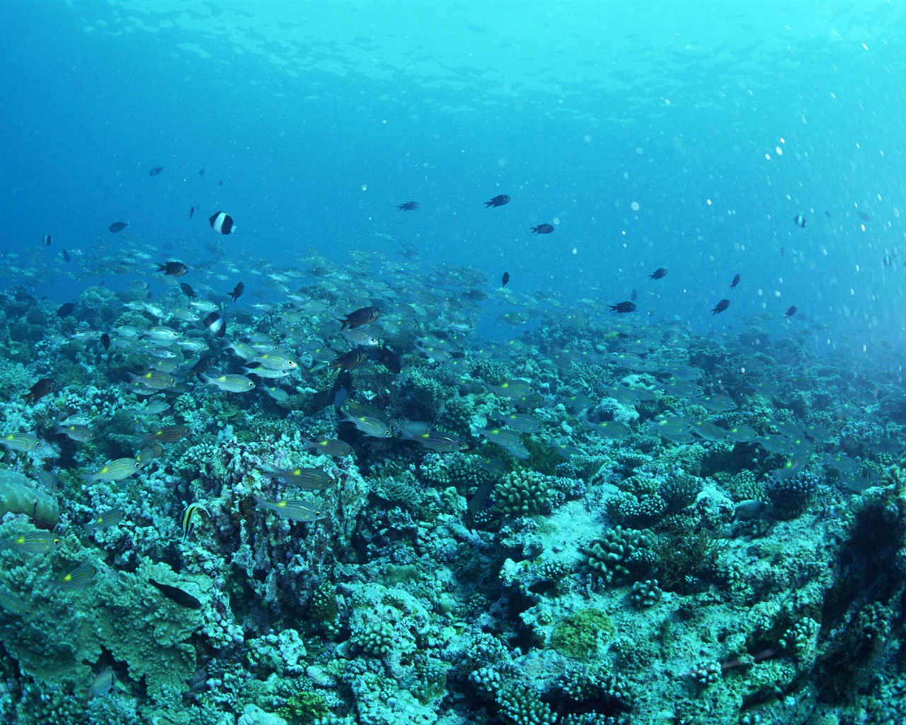 Deep Blue Underwater World Wallpaper #23 - 1280x1024
