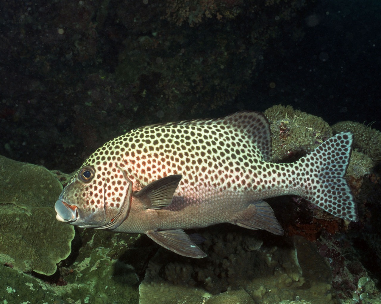 Deep Blue Underwater World Wallpaper #24 - 1280x1024
