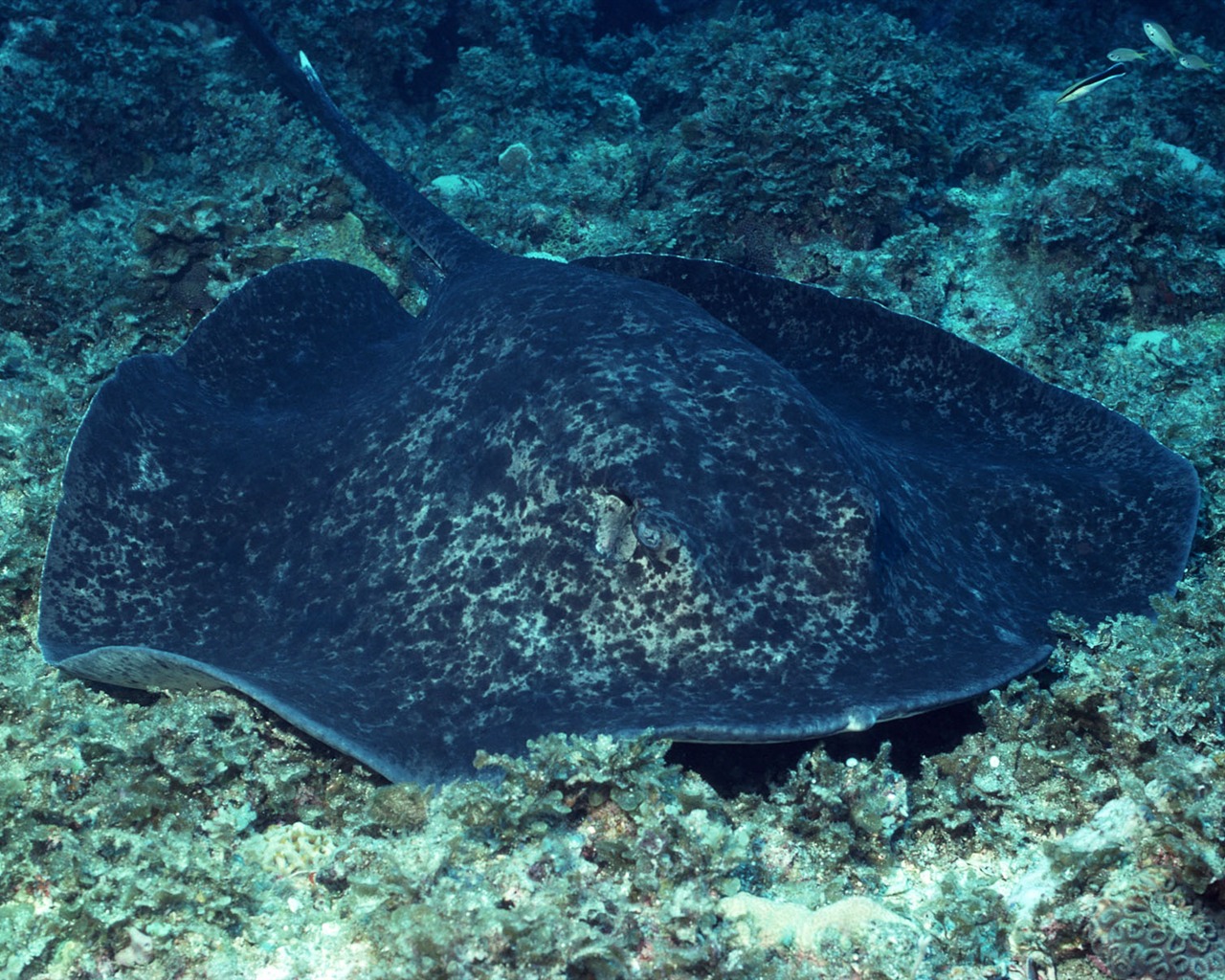 Deep Blue Underwater World Wallpaper #28 - 1280x1024