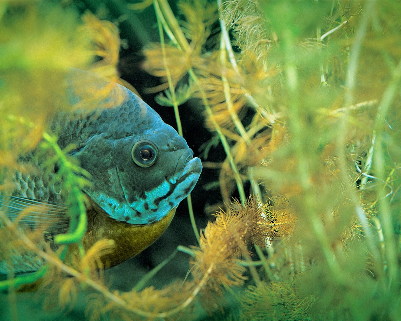 Deep Blue Underwater World Wallpaper #30 - 1280x1024