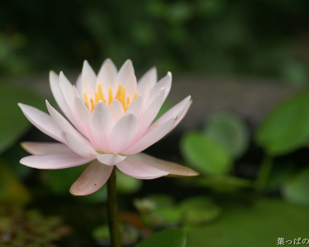 Exquisite Flowers Wallpapers #25 - 1280x1024