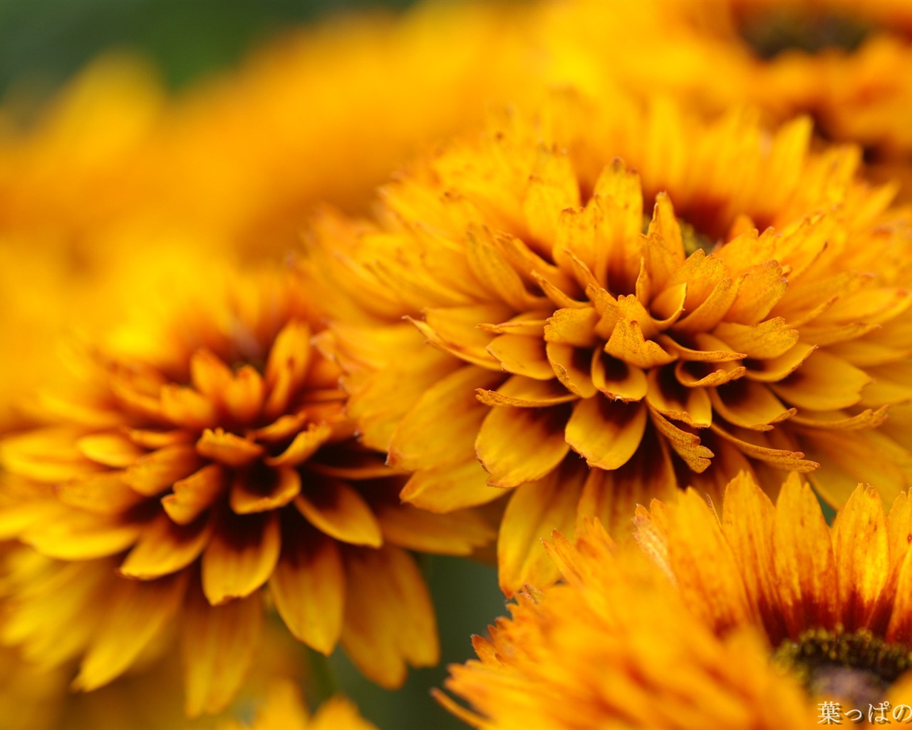 Exquisite Flowers Wallpapers #31 - 1280x1024