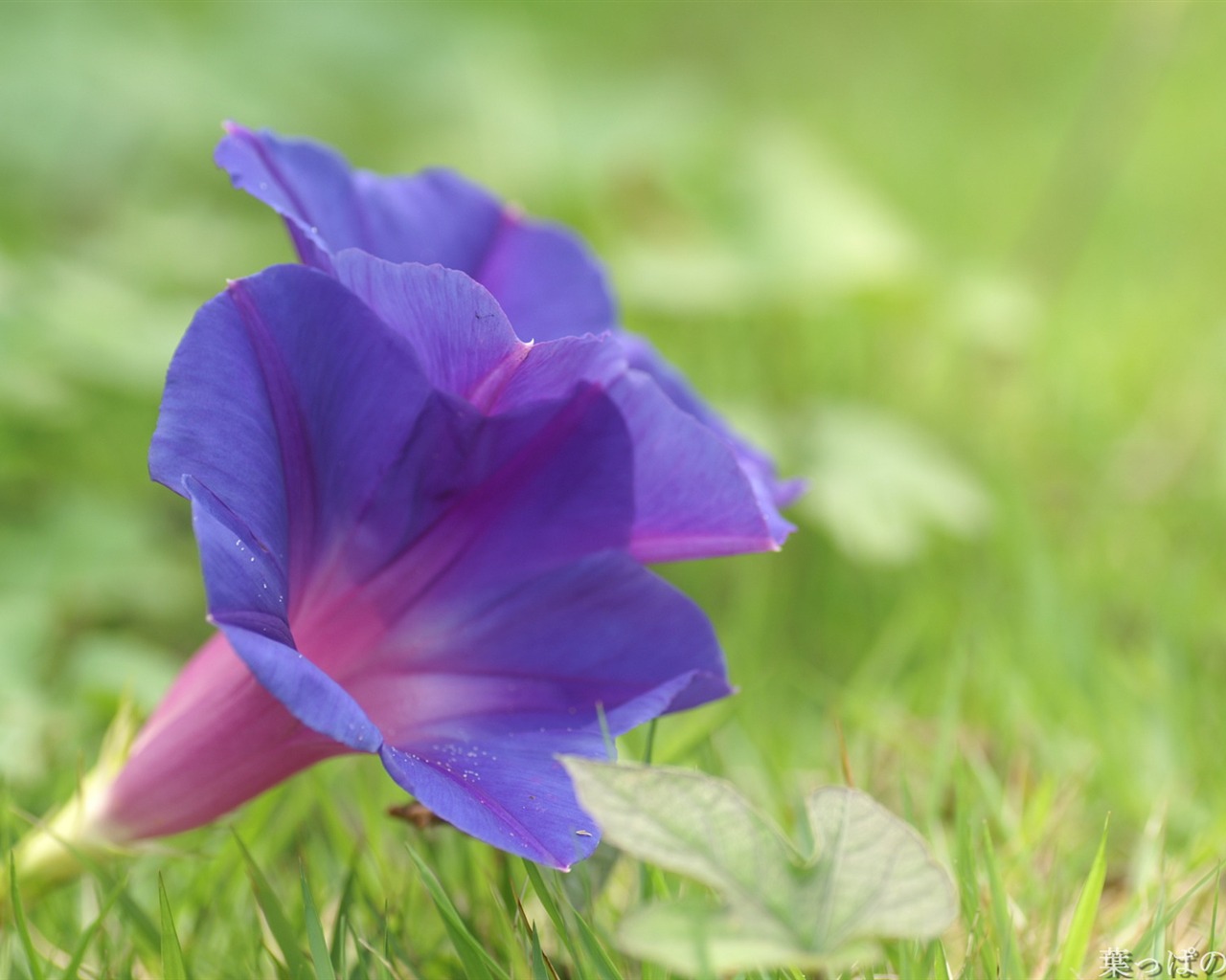 Exquisite Flowers Wallpapers #33 - 1280x1024