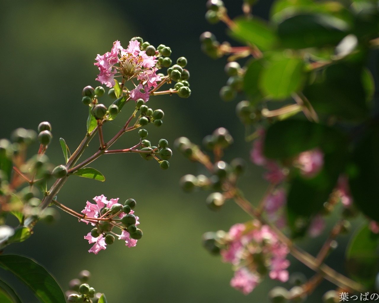 Fleurs exquises d'écran #36 - 1280x1024