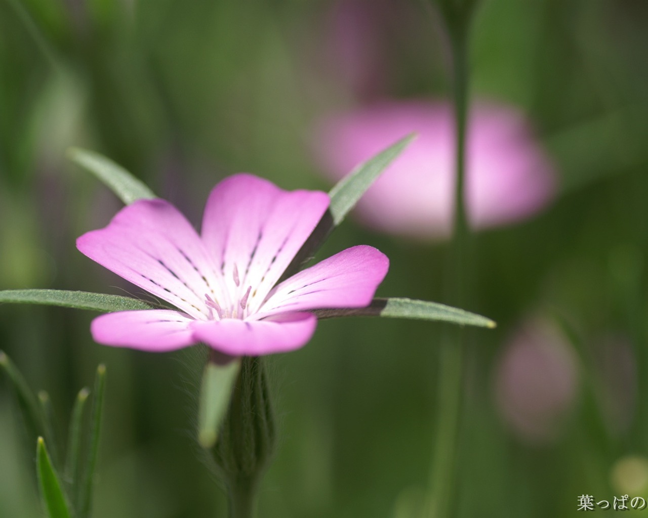 花卉攝影精美壁紙 #38 - 1280x1024