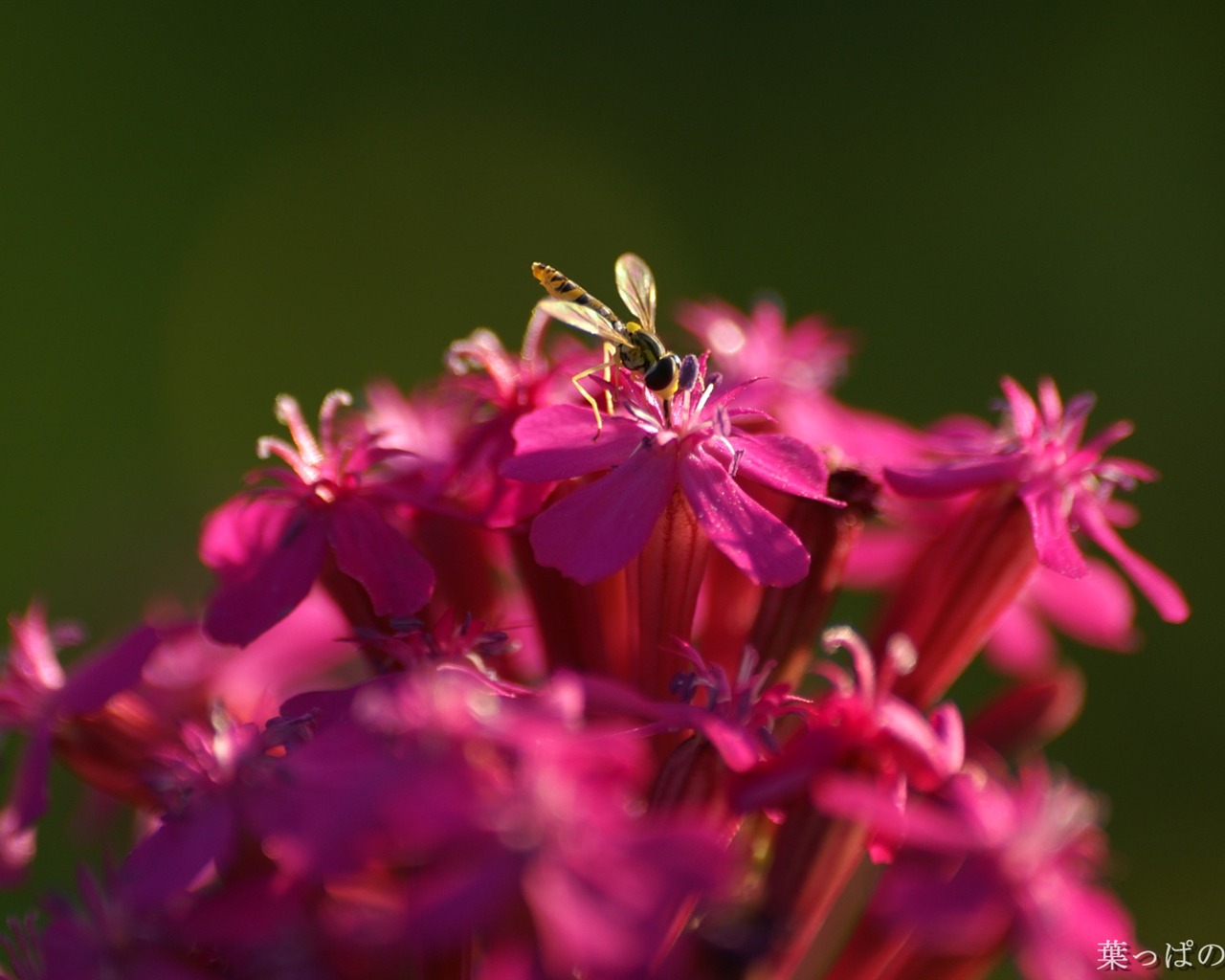 절묘한 꽃 배경 화면 #41 - 1280x1024