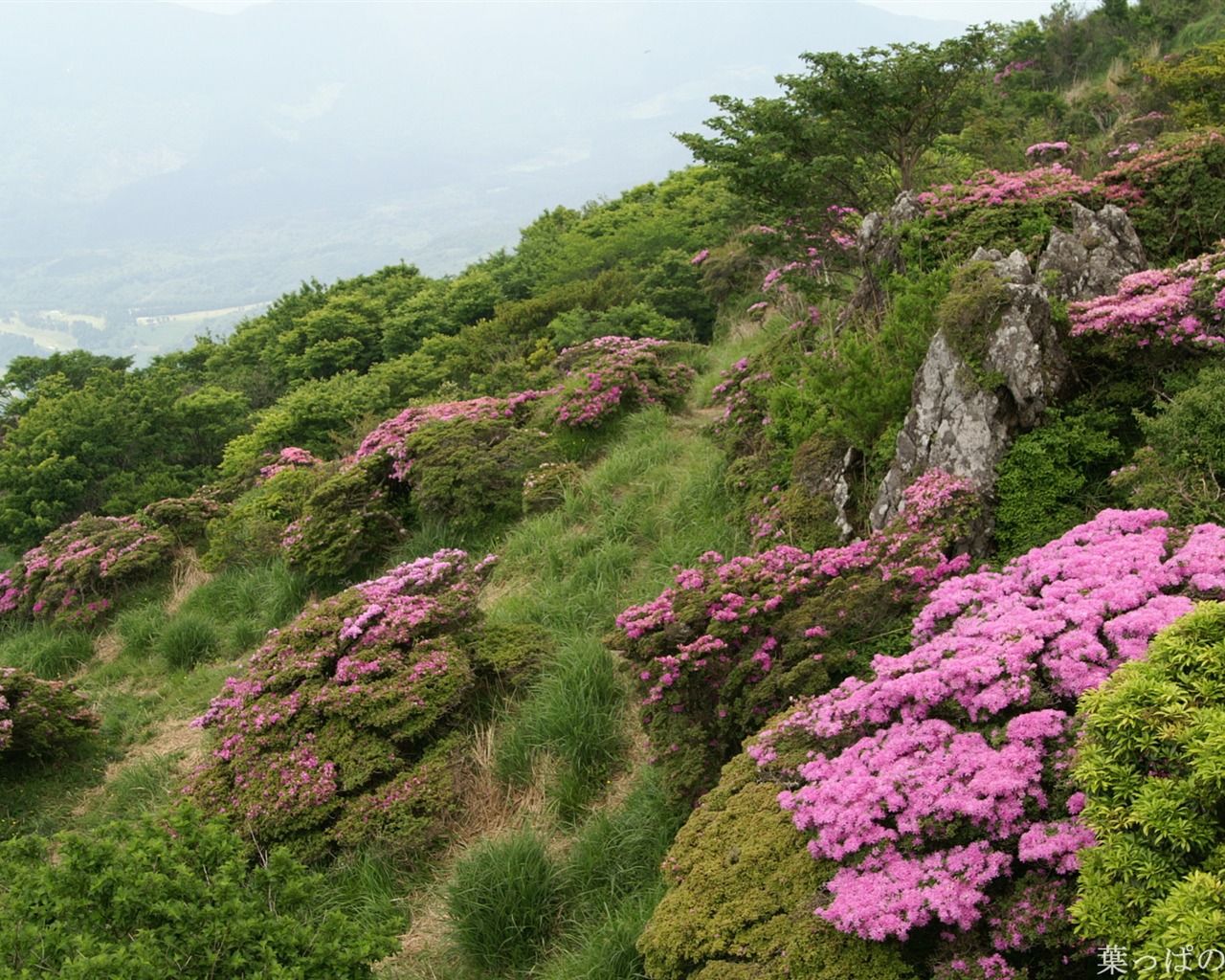 절묘한 꽃 배경 화면 #44 - 1280x1024