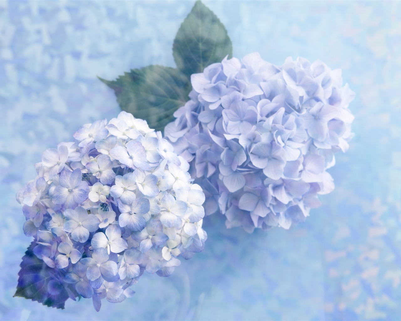 Květiny Dárky HD Tapety na plochu (4) #8 - 1280x1024