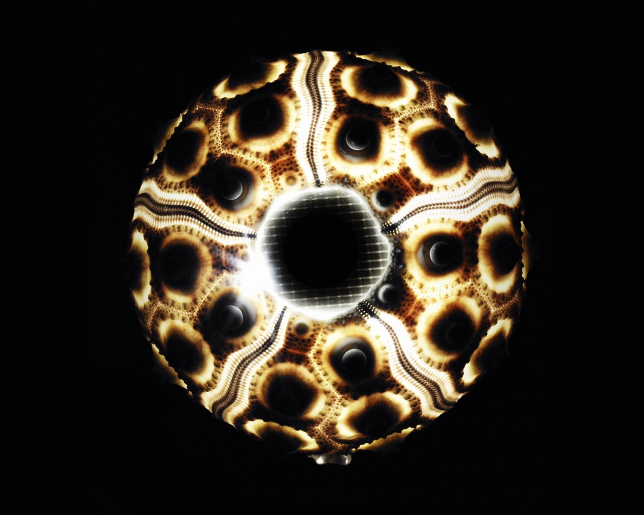 tisíciletí biologický Wallpaper Album (5) #1 - 1280x1024
