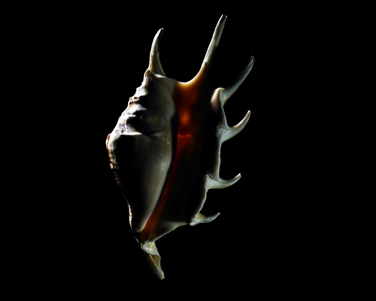 tisíciletí biologický Wallpaper Album (5) #2 - 1280x1024