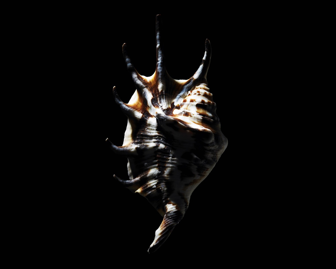 Millennium biological Wallpaper Album (5) #18 - 1280x1024