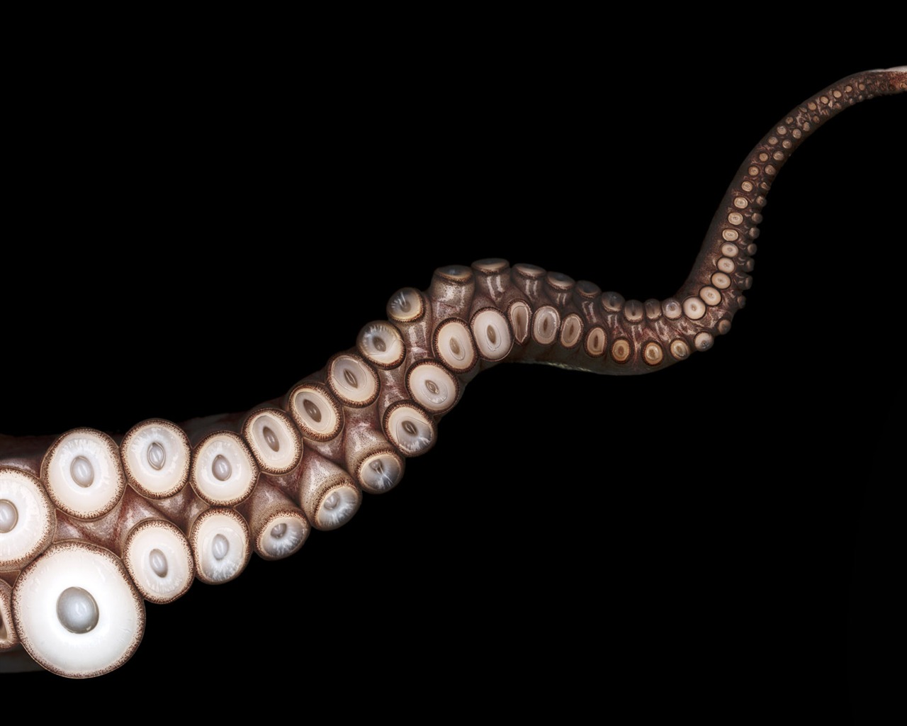 Millennium biological Wallpaper Album (5) #19 - 1280x1024