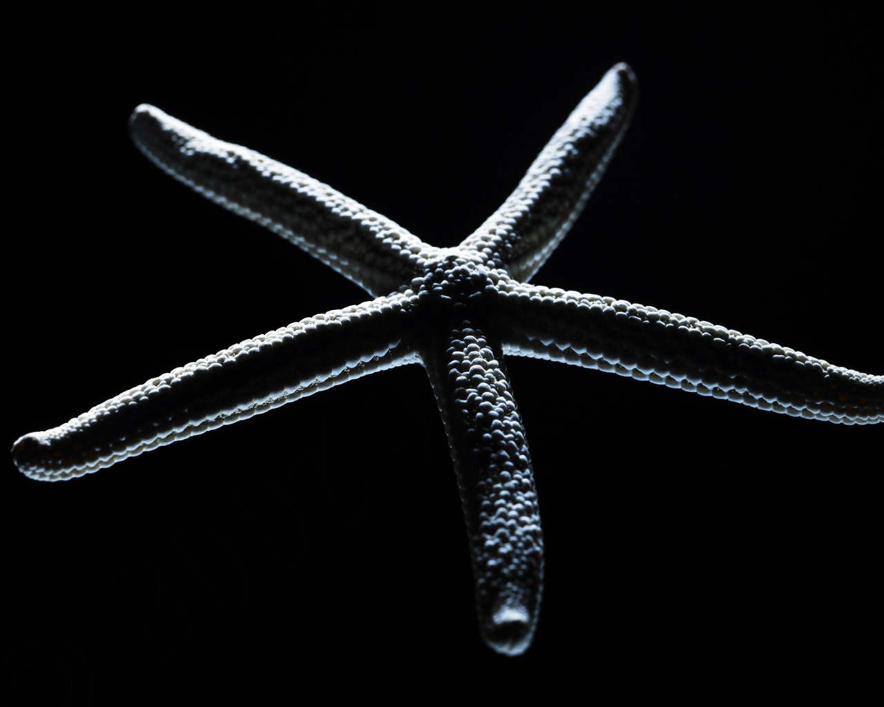tisíciletí biologický Wallpaper Album (5) #20 - 1280x1024