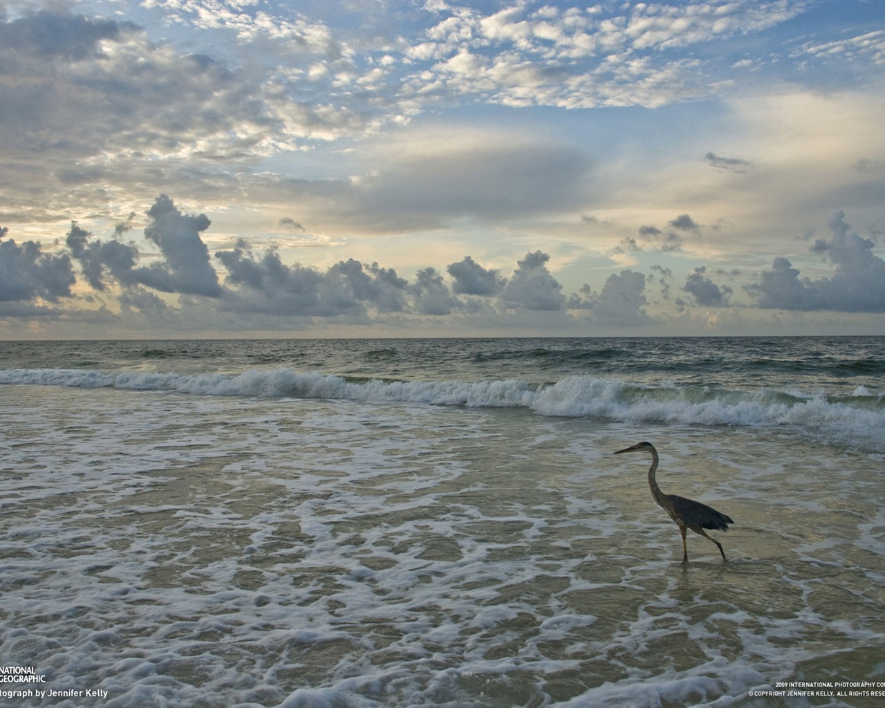 National Geographic Wallpapers Animal articles (2) #3 - 1280x1024