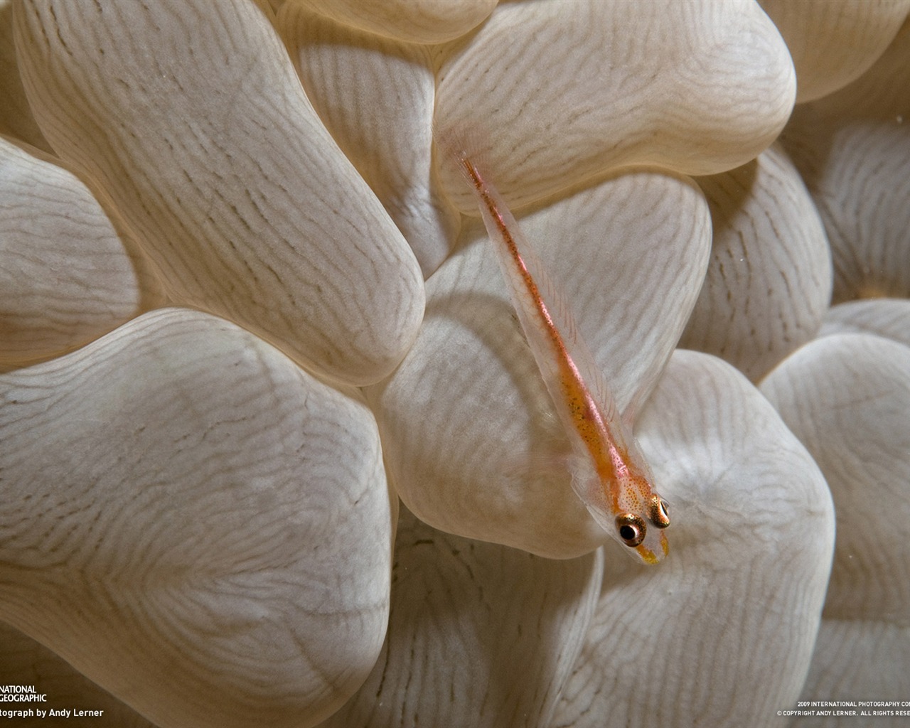 National Geographic Wallpapers Animal articles (2) #4 - 1280x1024