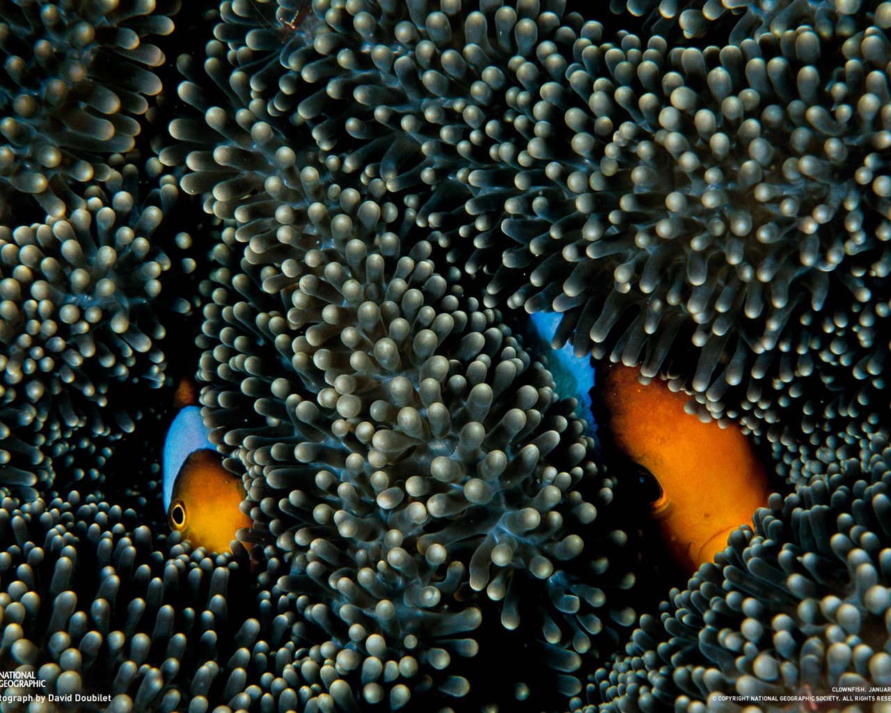 National Geographic Tapety zvířat články (2) #8 - 1280x1024