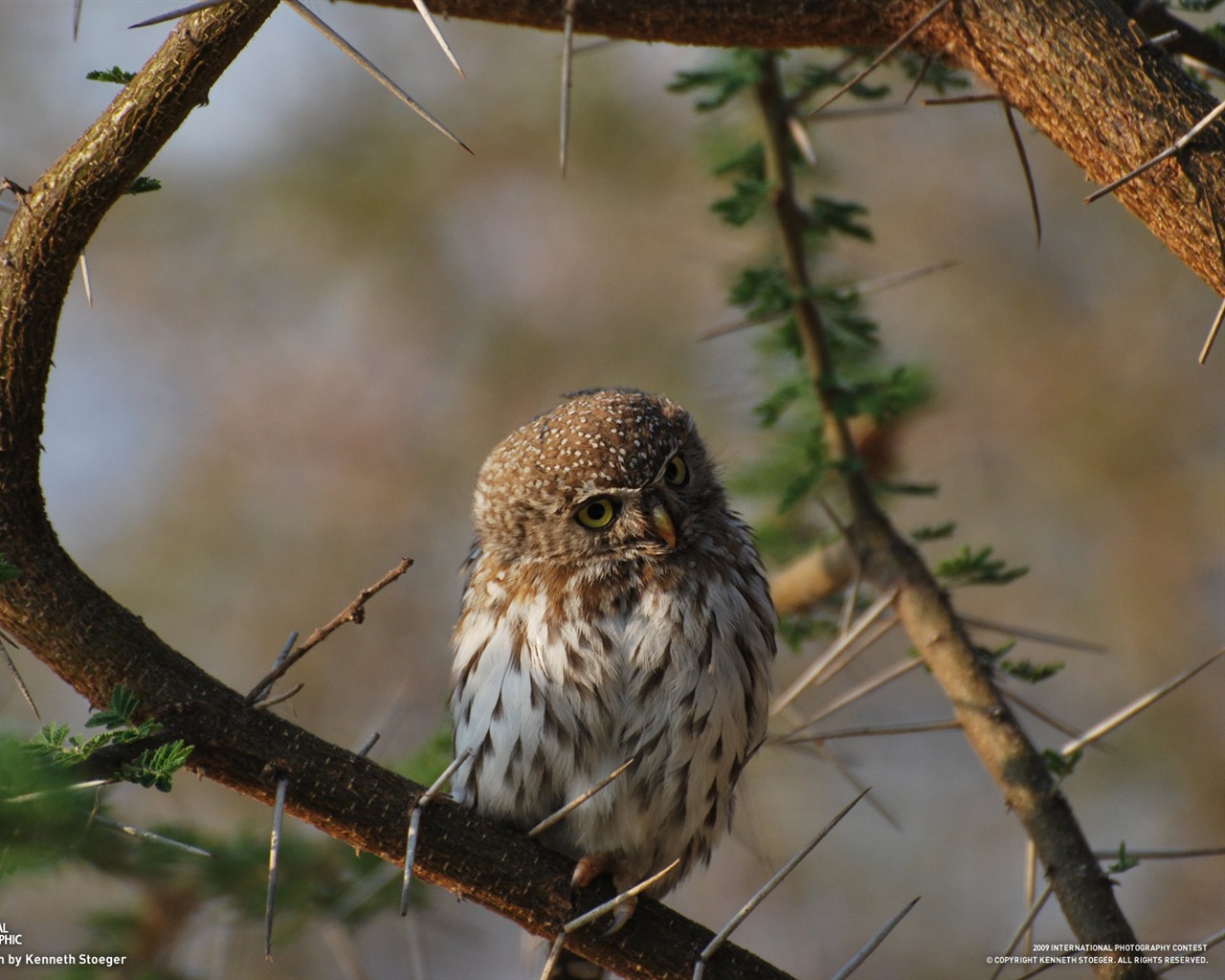 National Geographic Wallpapers Animal articles (2) #12 - 1280x1024