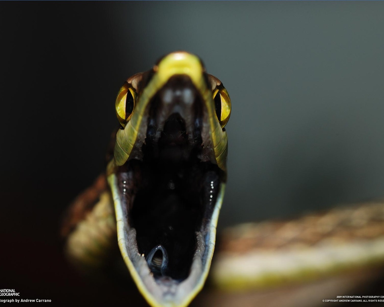 National Geographic Tapety zvířat články (2) #14 - 1280x1024