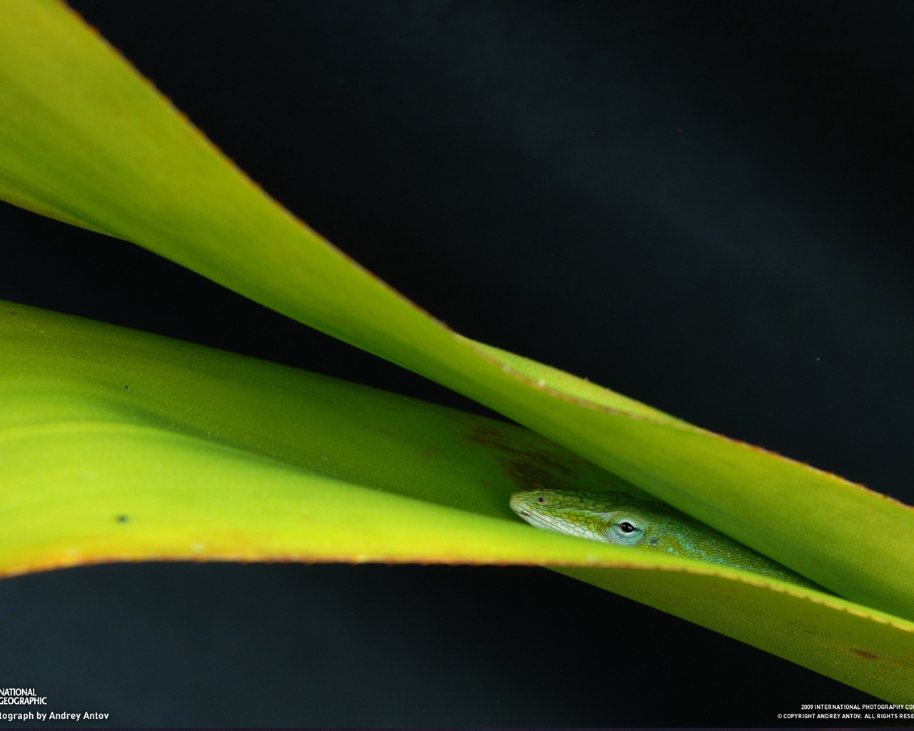 National Geographic Tapety zvířat články (2) #17 - 1280x1024