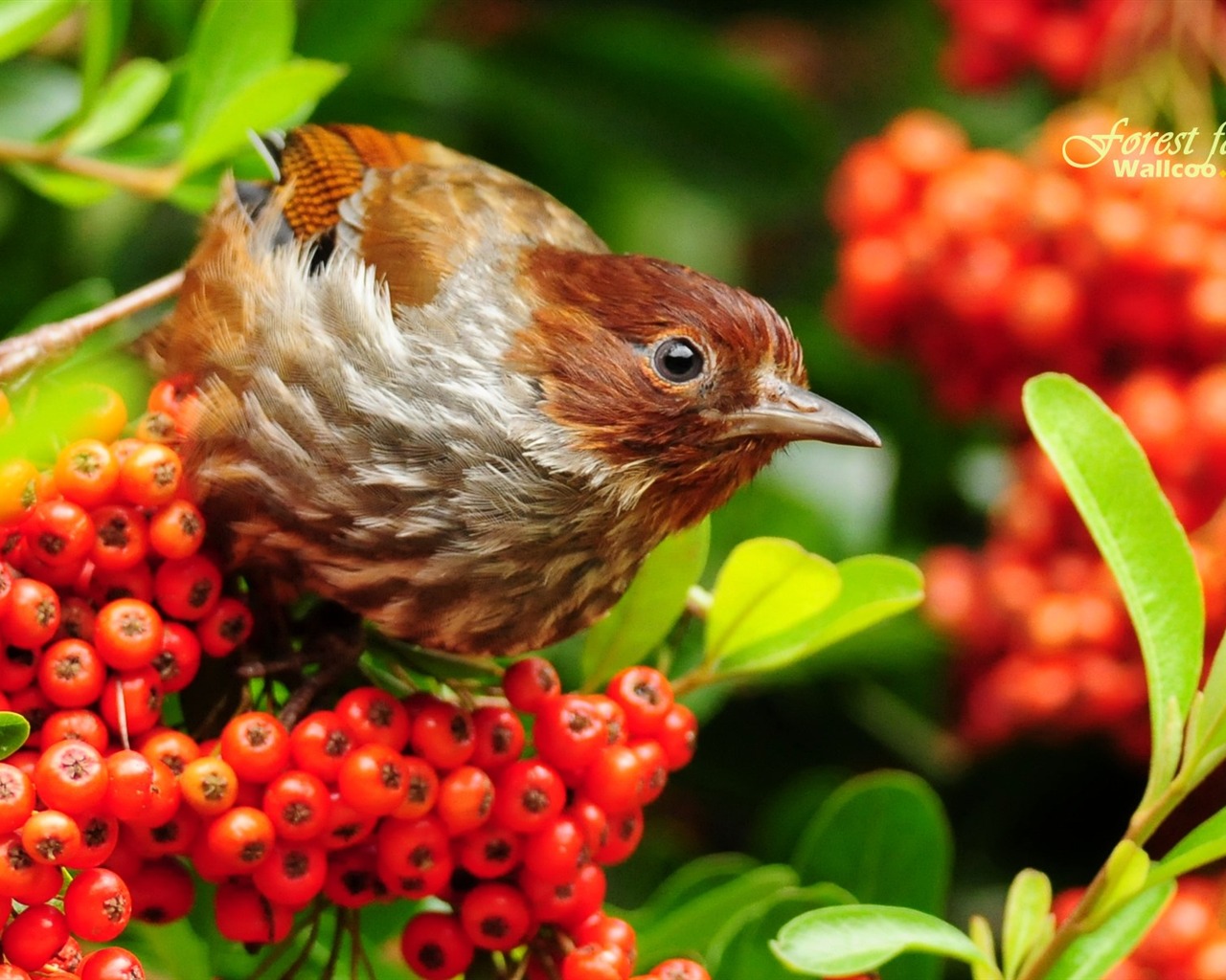 Lovely spring bird wallpaper #1 - 1280x1024