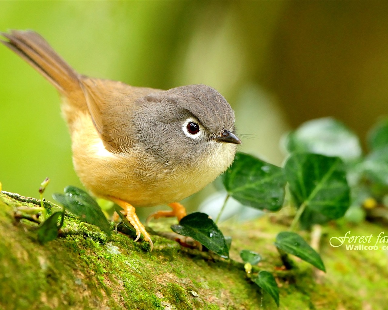 Lovely spring bird wallpaper #5 - 1280x1024