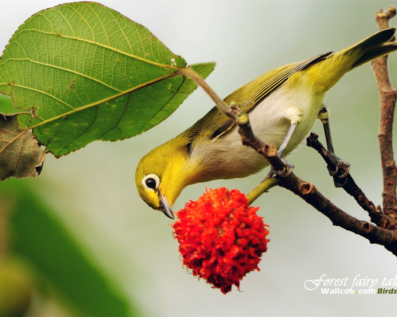 Lovely spring bird wallpaper #8 - 1280x1024