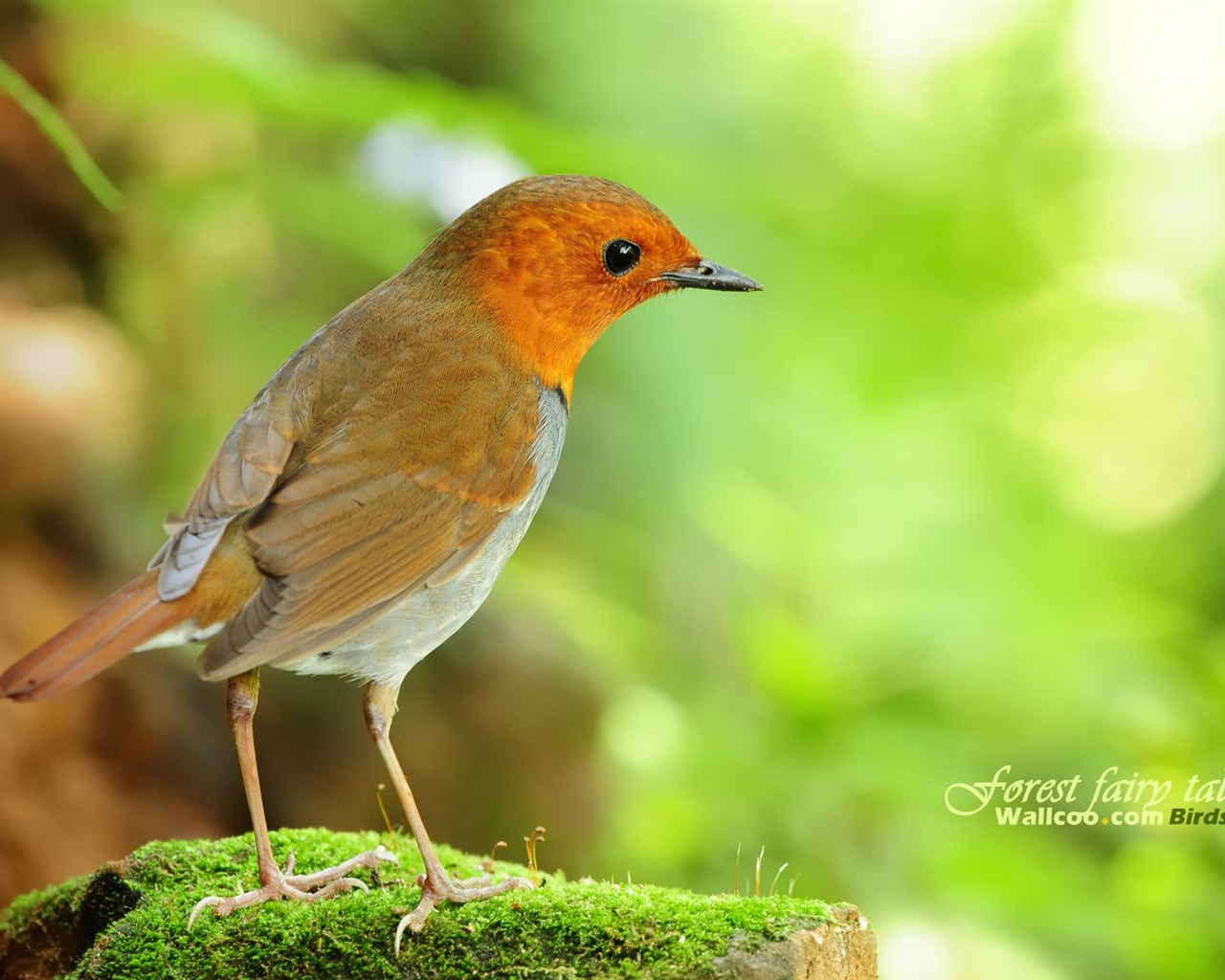 Lovely spring bird wallpaper #11 - 1280x1024