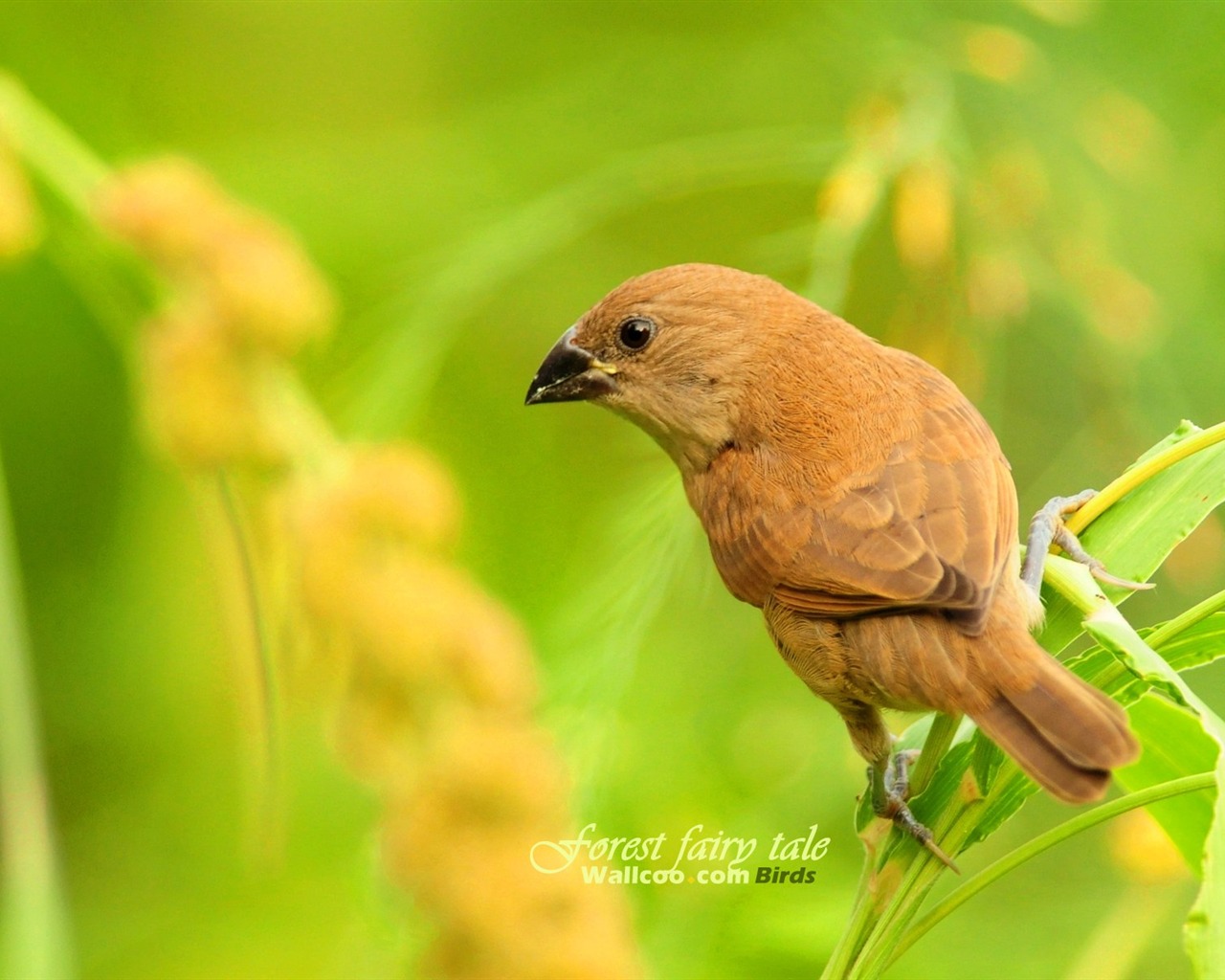 Lovely spring bird wallpaper #17 - 1280x1024