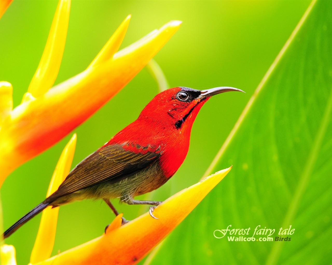 Lovely spring bird wallpaper #18 - 1280x1024