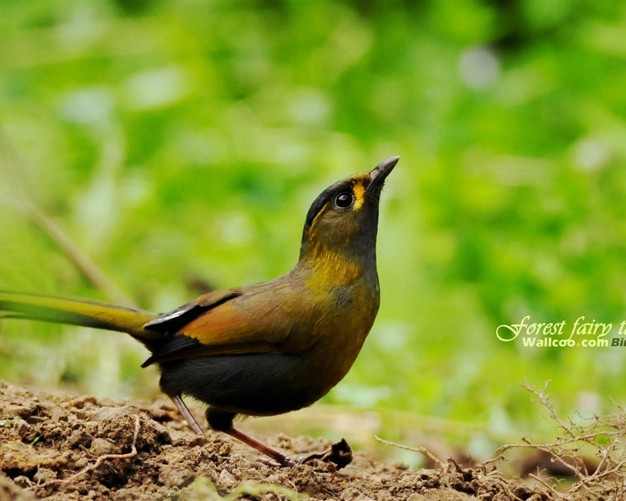 素敵な春の鳥の壁紙 #21 - 1280x1024