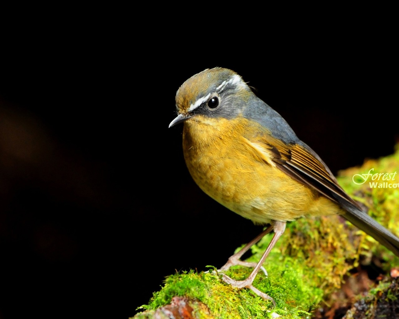 素敵な春の鳥の壁紙 #23 - 1280x1024