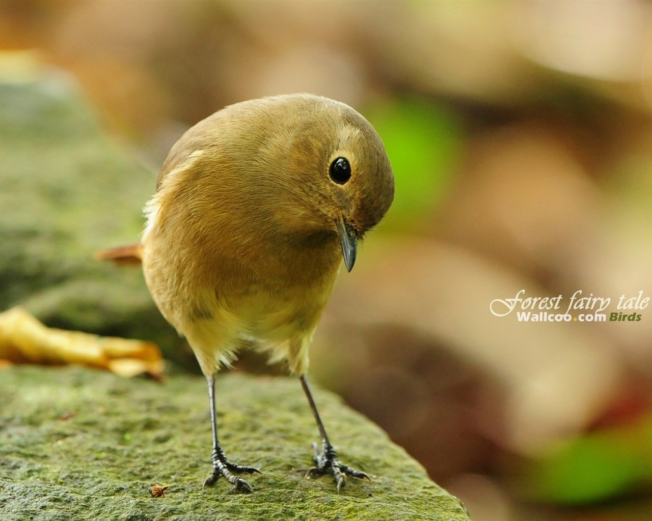 素敵な春の鳥の壁紙 #25 - 1280x1024