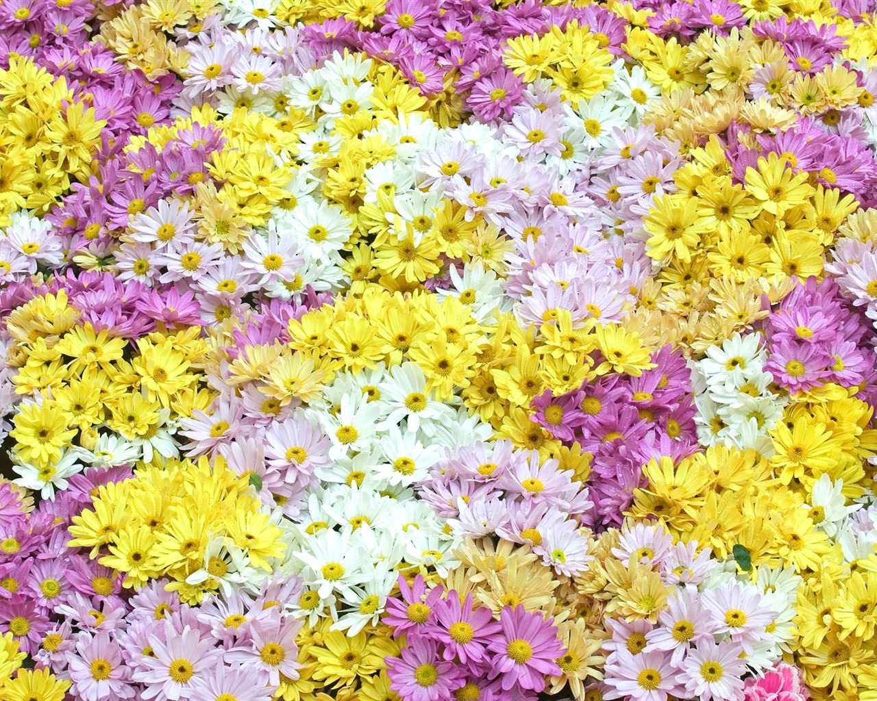 Fleurs en gros plan (7) #3 - 1280x1024