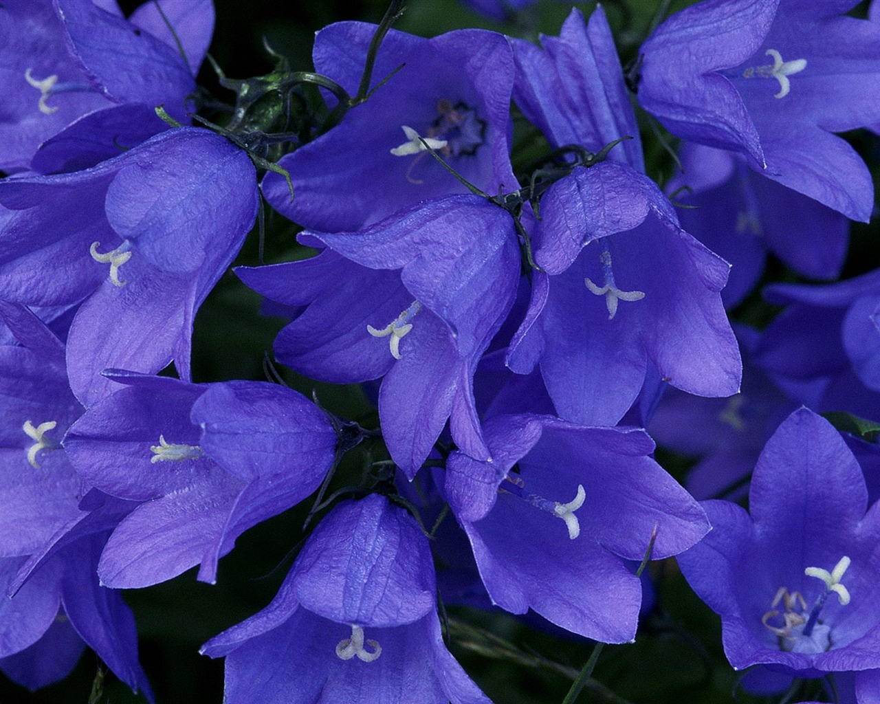 Flowers close-up (7) #7 - 1280x1024