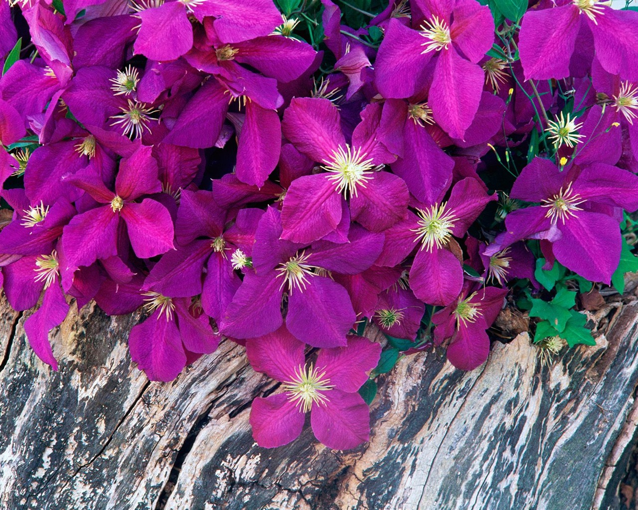 Flowers close-up (7) #17 - 1280x1024