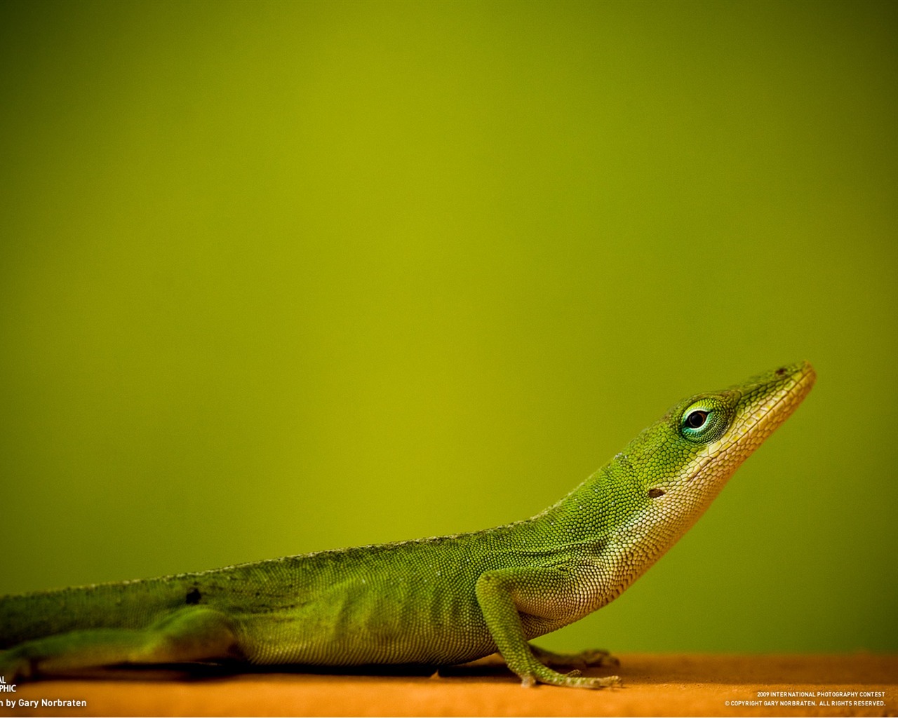 National Geographic Wallpapers Animal articles (3) #7 - 1280x1024