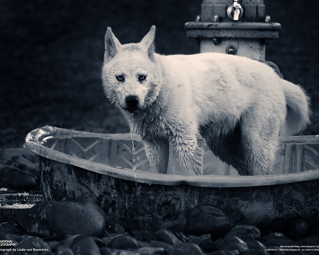 National Geographic Wallpapers Animal articles (3) #8 - 1280x1024