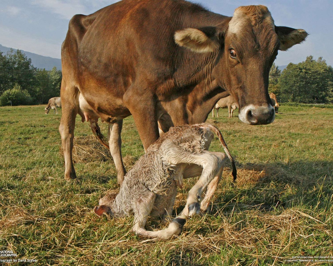 National Geographic Tapety zvířat články (3) #11 - 1280x1024