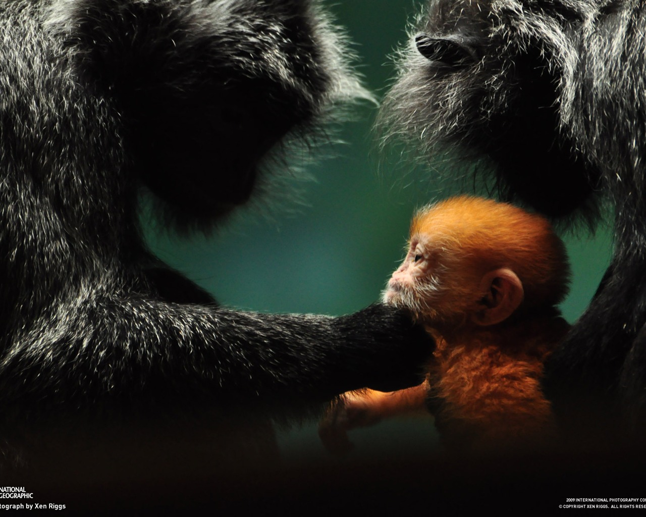 National Geographic Tapety zvířat články (3) #12 - 1280x1024